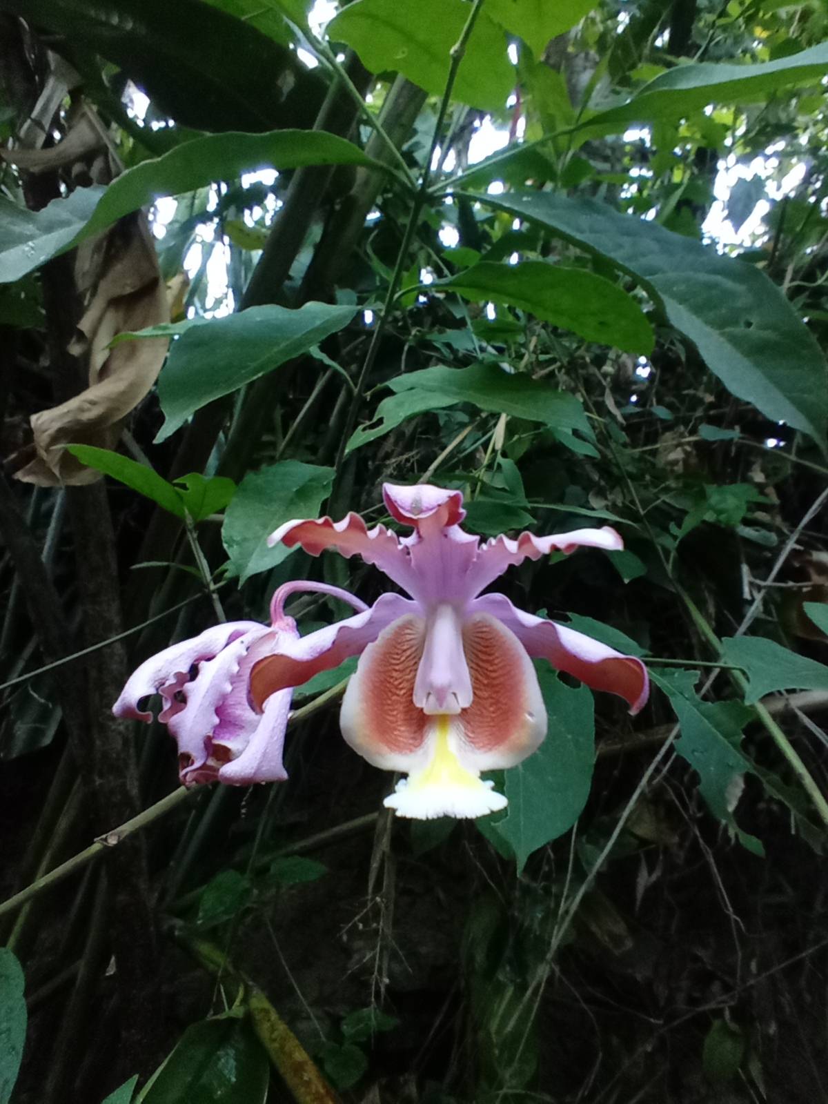 Myrmecophila grandiflora